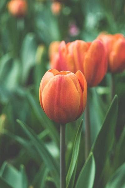 Creative Arts and Design